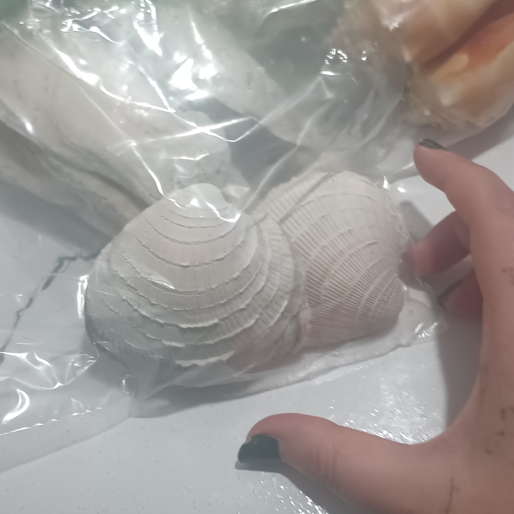 White Natural Seashell Pair - Decorative Beach Accents